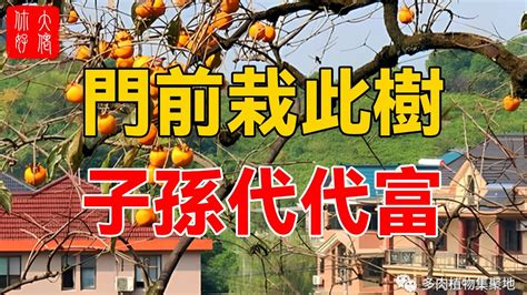 門前種桑樹|【門前不能種什麼樹】門前種樹小心踩雷！六種旺宅樹。